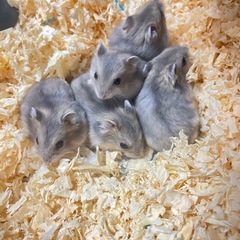 里親募集してます！