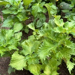 【差し上げます】大葉苗　青じそ　無農薬　家庭菜園
　の画像