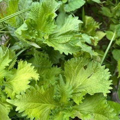 【差し上げます】大葉苗　青じそ　無農薬　家庭菜園
　の画像