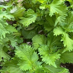 【差し上げます】大葉苗　青じそ　無農薬　家庭菜園
　