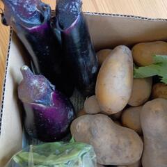 朝採れ夏野菜Mセットの画像