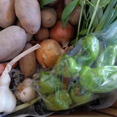朝採れ夏野菜Mセットの画像