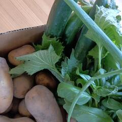 朝採れ夏野菜Mセットの画像