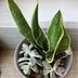 ランキングキーワードに紐づく投稿画像-多肉植物