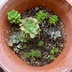 ランキングキーワードに紐づく投稿画像-多肉植物
