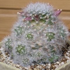 グラッシー🌵の画像