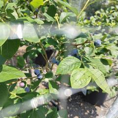 無農薬ブルベリーの画像