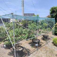 無農薬ブルベリーの画像