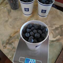 無農薬ブルベリー