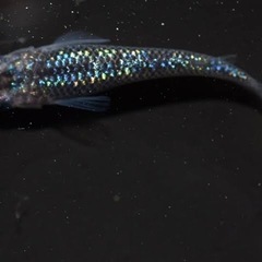 メダカ黒ラメサファイア系
の画像