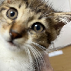 まるまるキジ白キジ子ちゃん