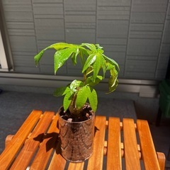 パキラ　観葉植物　ハイドロカルチャー