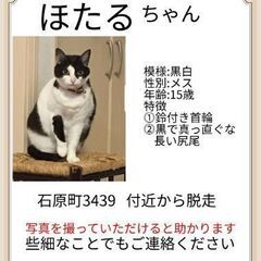 迷い猫(高崎市石原町）