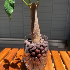 【値下げしました！】パキラ　観葉植物　ハイドロカルチャーの画像