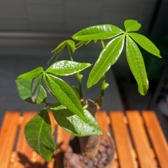 【値下げしました！】パキラ　観葉植物　ハイドロカルチャーの画像