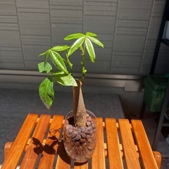 パキラ　観葉植物　ハイドロカルチャー