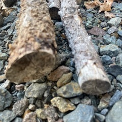 山椒の木の画像