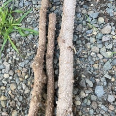 山椒の木の画像