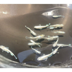 メダカ　人気　エメキン　10匹価格の画像