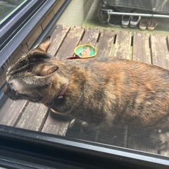 ちょっと小顔で体が長いサビ猫