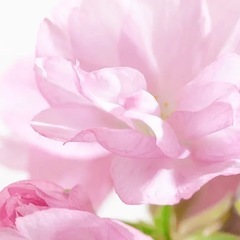 明日開催！能力開花する？！チャクラ診断会のお知らせ