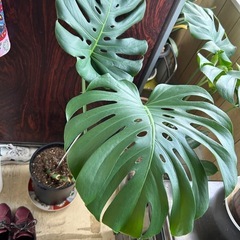 植物の画像