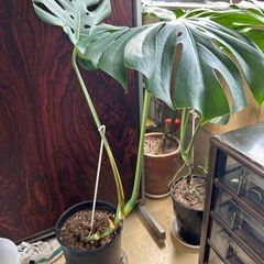 植物の画像