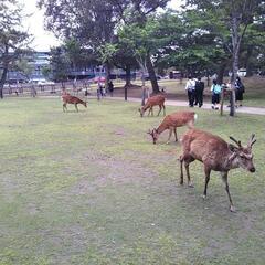 京都散策サークル・新規メンバー若干名募集　次回散策は7/19(土)実施