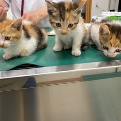 🌻一ヶ月半の猫🌻