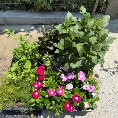 花苗(日々草、ダリア、ダールベルグデージーなど)さしあげます