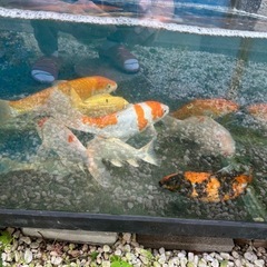 鯉
の画像