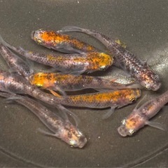 🐟烏城三色 メダカ①🐟4ペア+おまけ2匹 計10匹 写真現物 透明鱗三色の画像