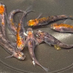 🐟烏城三色 メダカ①🐟4ペア+おまけ2匹 計10匹 写真現物 透明鱗三色の画像