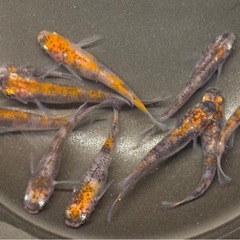 🐟烏城三色 メダカ②🐟4ペア+おまけ2匹 計10匹 写真現物 透明鱗三色の画像
