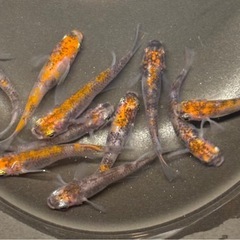 🐟烏城三色 メダカ②🐟4ペア+おまけ2匹 計10匹 写真現物 透明鱗三色の画像