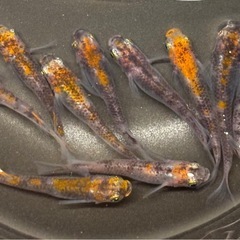 🐟烏城三色 メダカ③🐟4ペア+おまけ2匹 計10匹 写真現物 透明鱗三色の画像