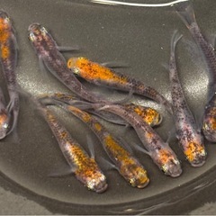 🐟烏城三色 メダカ③🐟4ペア+おまけ2匹 計10匹 写真現物 透明鱗三色の画像