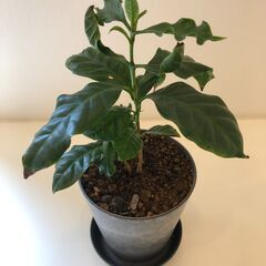 観葉植物　コーヒーの木　(受皿あり)の画像