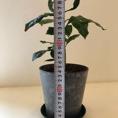 観葉植物　コーヒーの木　(受皿あり)の画像