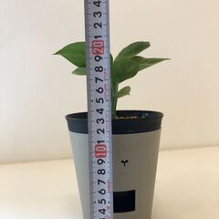 観葉植物　デフェンバキア　底面給水鉢の画像