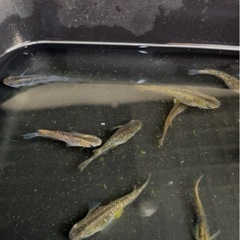 メダカ　令和ブラックダイヤの画像