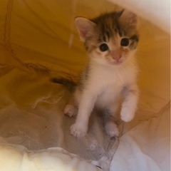 子猫里親募集です