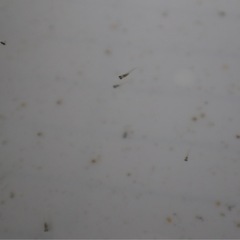 メダカ【レクリスホワイト】針子10匹の画像
