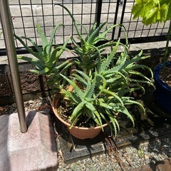 アロエ　植木鉢