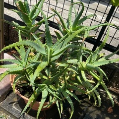 アロエ　植木鉢の画像