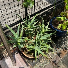 アロエ　植木鉢の画像