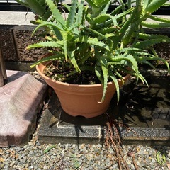 アロエ　植木鉢の画像