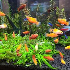 熱帯魚 プラティ