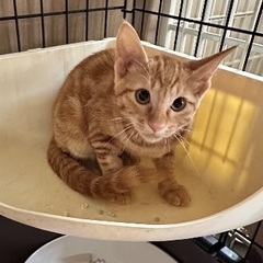 抱っこも大好き　甘えん坊な茶トラの女の子　2ヶ月半