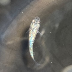 🌸ネプチューン若魚2ペア🌸の画像